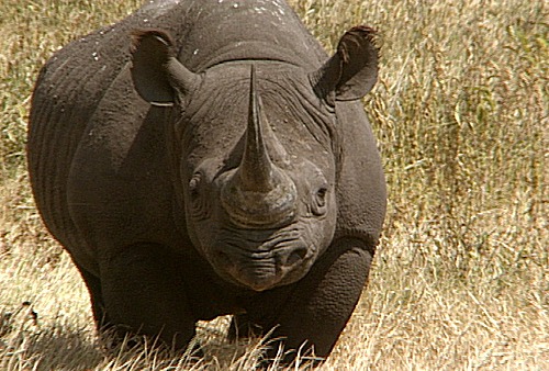 Black Rhino